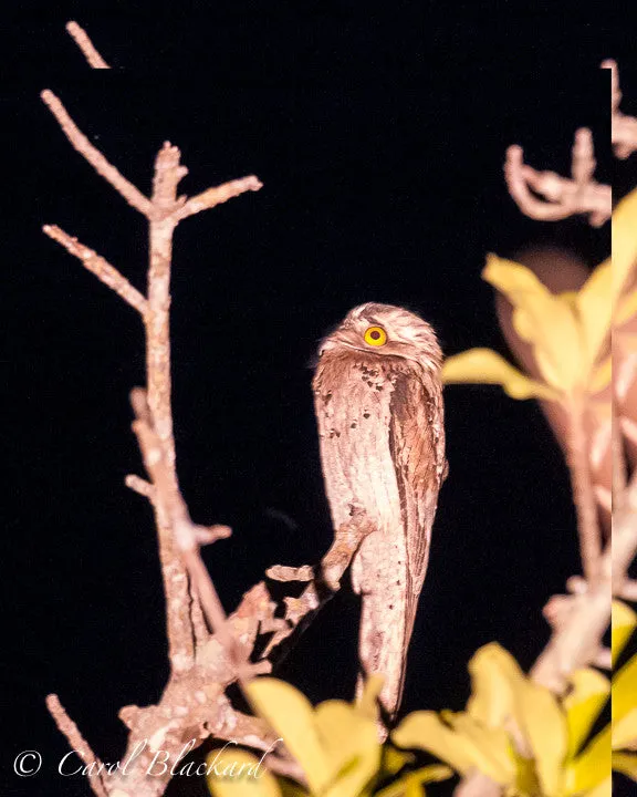 Northern Potoo, night view, more space, Mexico