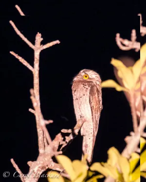 Northern Potoo, night view, more space, Mexico
