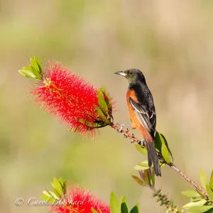 Orchard Oriole male on S Padre Island
