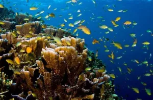 PADI Aware Coral Reef Conservation Specialty