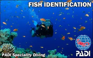 PADI Project AWARE Fish Identification Course