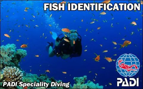 PADI Project AWARE Fish Identification Course