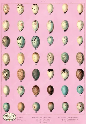 PDXC10316 -- Bird Eggs, Palm Springs Colors