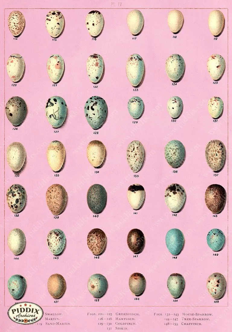 PDXC10316 -- Bird Eggs, Palm Springs Colors
