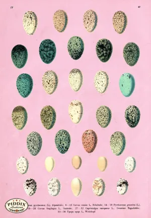 PDXC14992 -- Bird Eggs, Palm Springs Colors