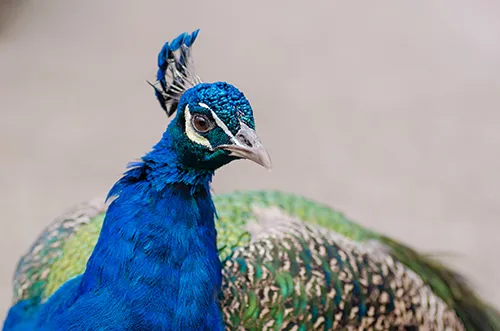 Peacock