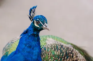 Peacock