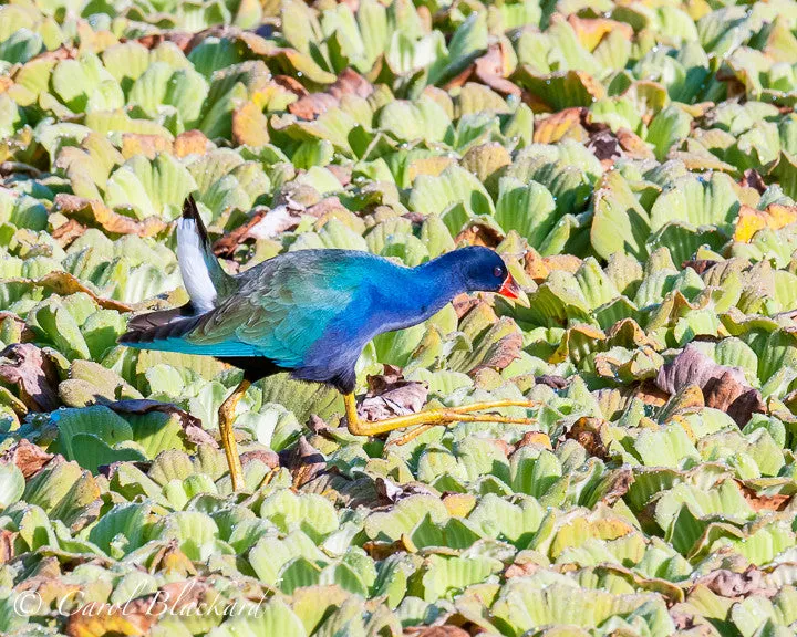 Purple Gallinule, Mexico