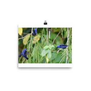 Purple Honeycreepers interacting - print
