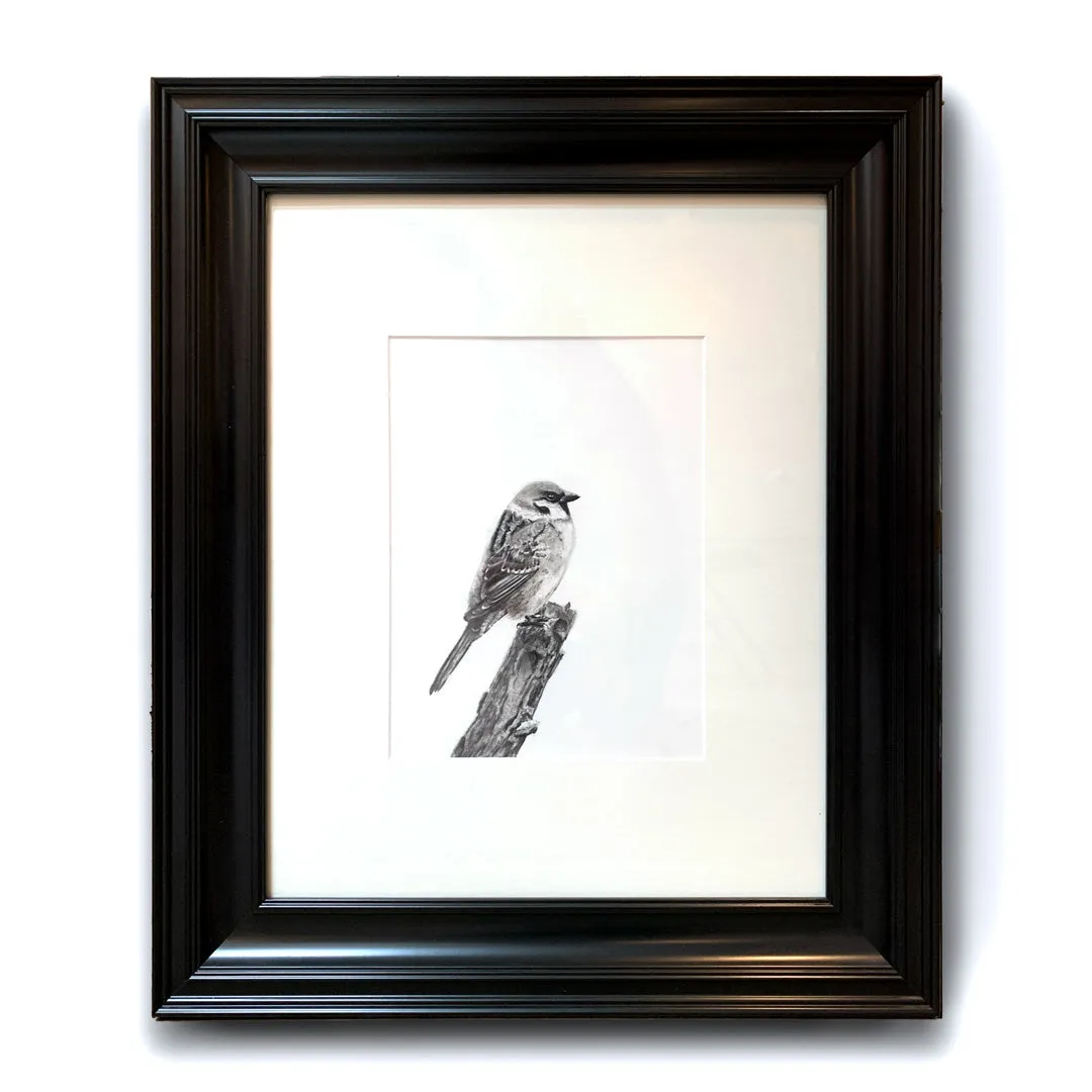 "Sparrow" Charcoal Drawing 9x12