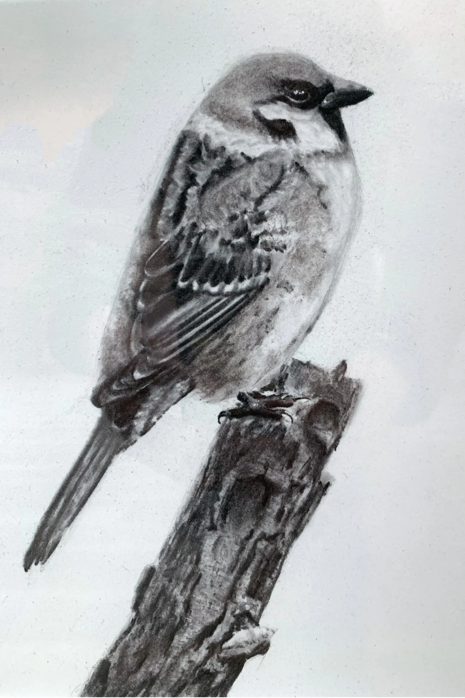 "Sparrow" Charcoal Drawing 9x12