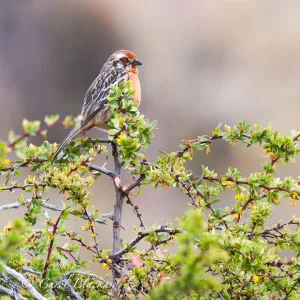 Rufous-tailed Plantcutter on a Calafate bush in Patagonia, Argentina