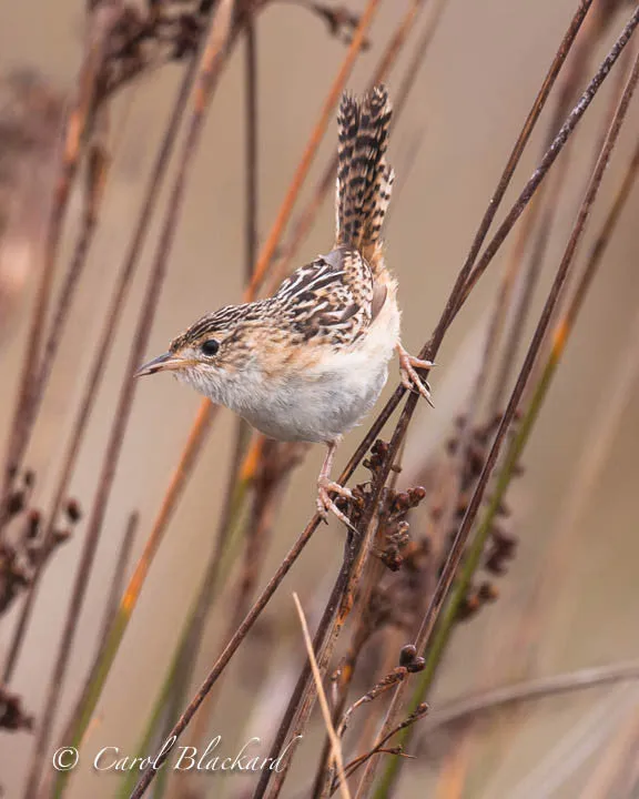 Sedge Wren, Argentina
