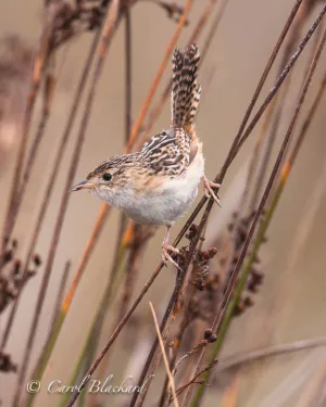 Sedge Wren, Argentina