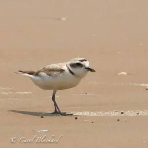 Snowy Plover, on Gulf Coast beach, food in mouth