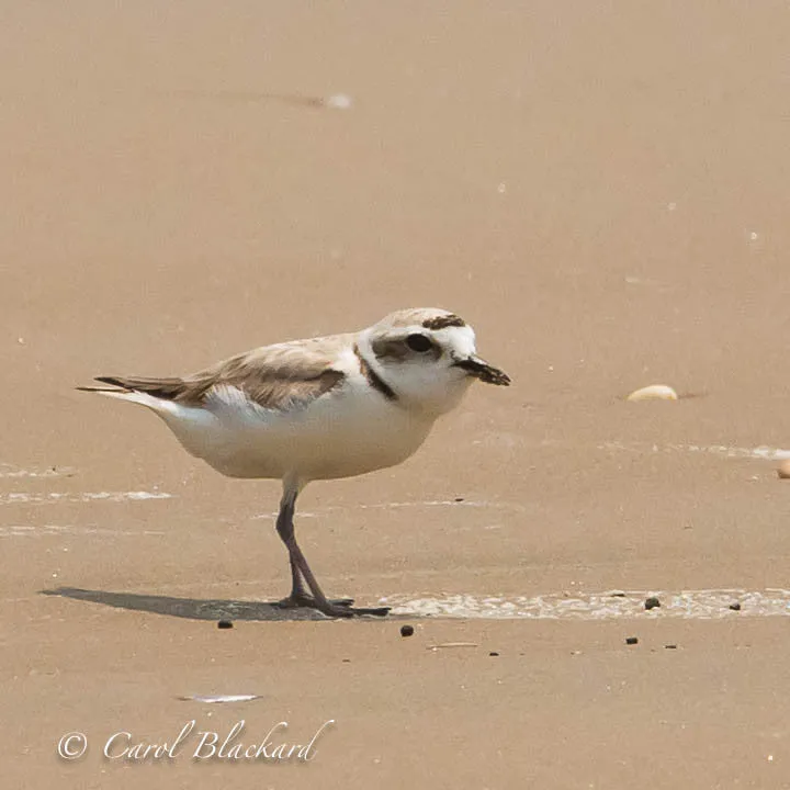 Snowy Plover, on Gulf Coast beach, food in mouth