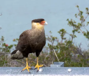 Southern Caracara, El Calafate, Argentina