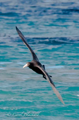 Southern Giant Petrel, Rio Grande, Argentina