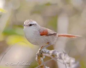 Stripe-crowned Tyrannulet, Argentina