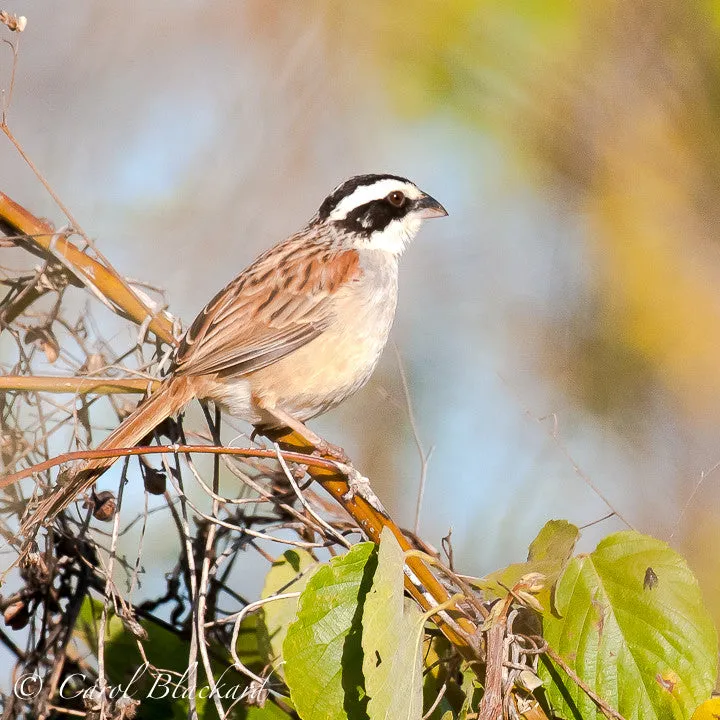 Stripe-headed Sparrow, Mexico
