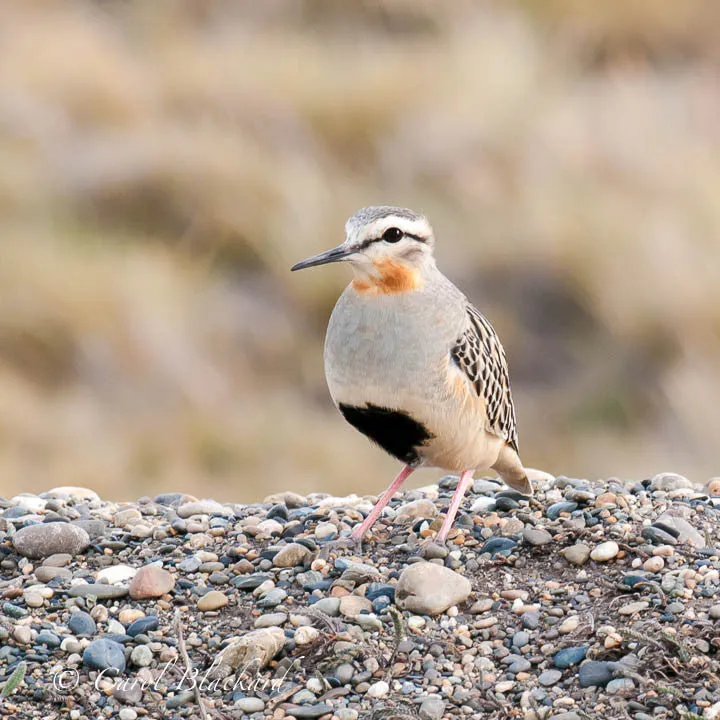 Tawny-throated Dotterel, beautiful earth colors, Argentina