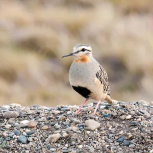 Tawny-throated Dotterel, beautiful earth colors, Argentina