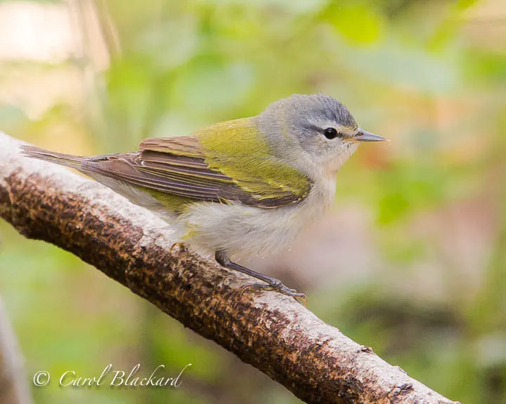 Tennessee Warbler on branch at S Padre Island