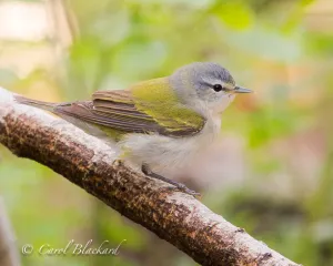 Tennessee Warbler on branch at S Padre Island