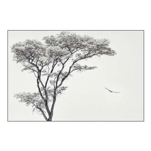 The African Eagle