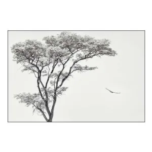 The African Eagle