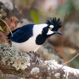 Tufted Jay close-up, profile, Mexico