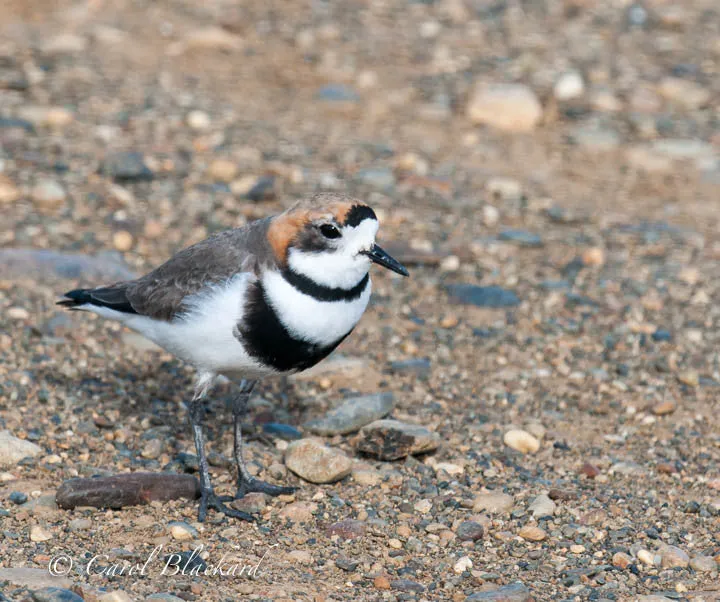 Two-banded Plover on beautiful sand in Argentina
