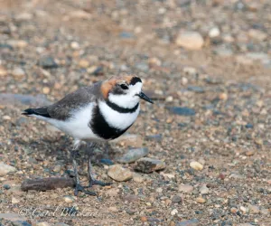 Two-banded Plover on beautiful sand in Argentina