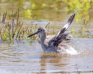 Willet bathing showing wings, S Padre Island, Texas