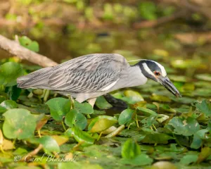 Yellow-crowned Night-Heron catching breakfast, Harlingen, Texas