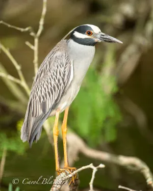 Yellow-crowned Night-Heron, full-body, Harlingen, Texas